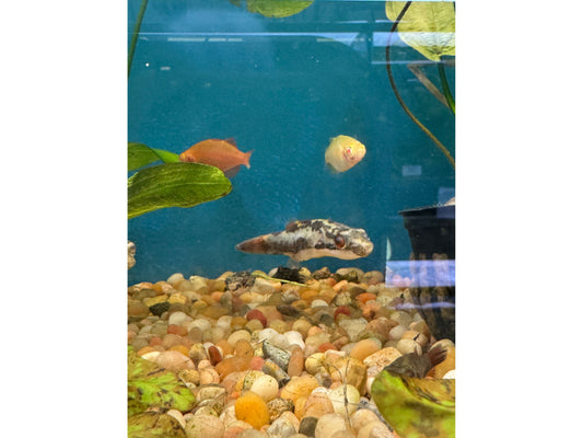 Red Eye Red Tail Puffer Approx 1-2" (Carinotetraodon Irrubesco)