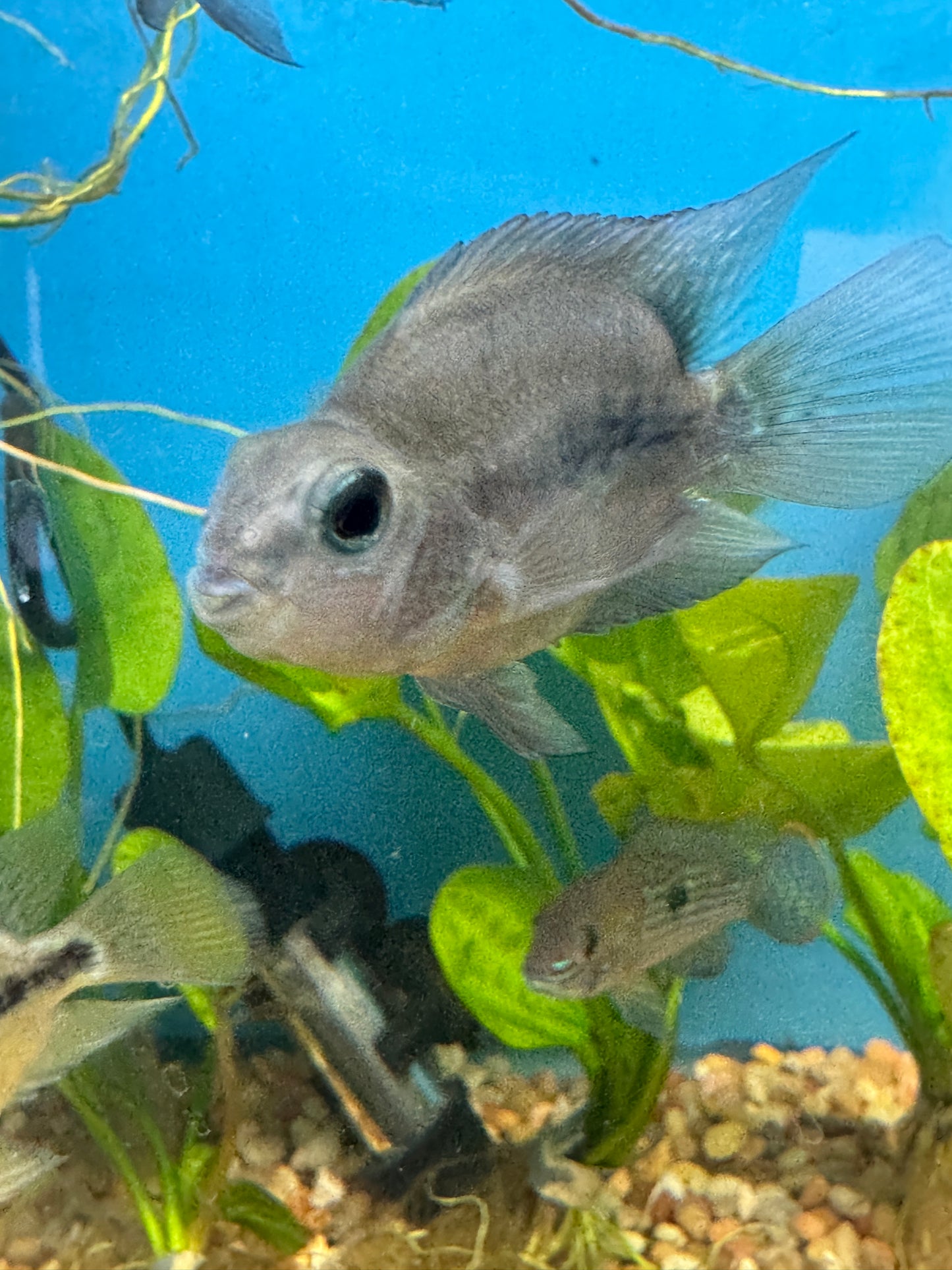 Black Parrot Cichlid