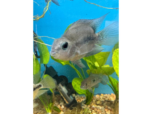 Black Parrot Cichlid