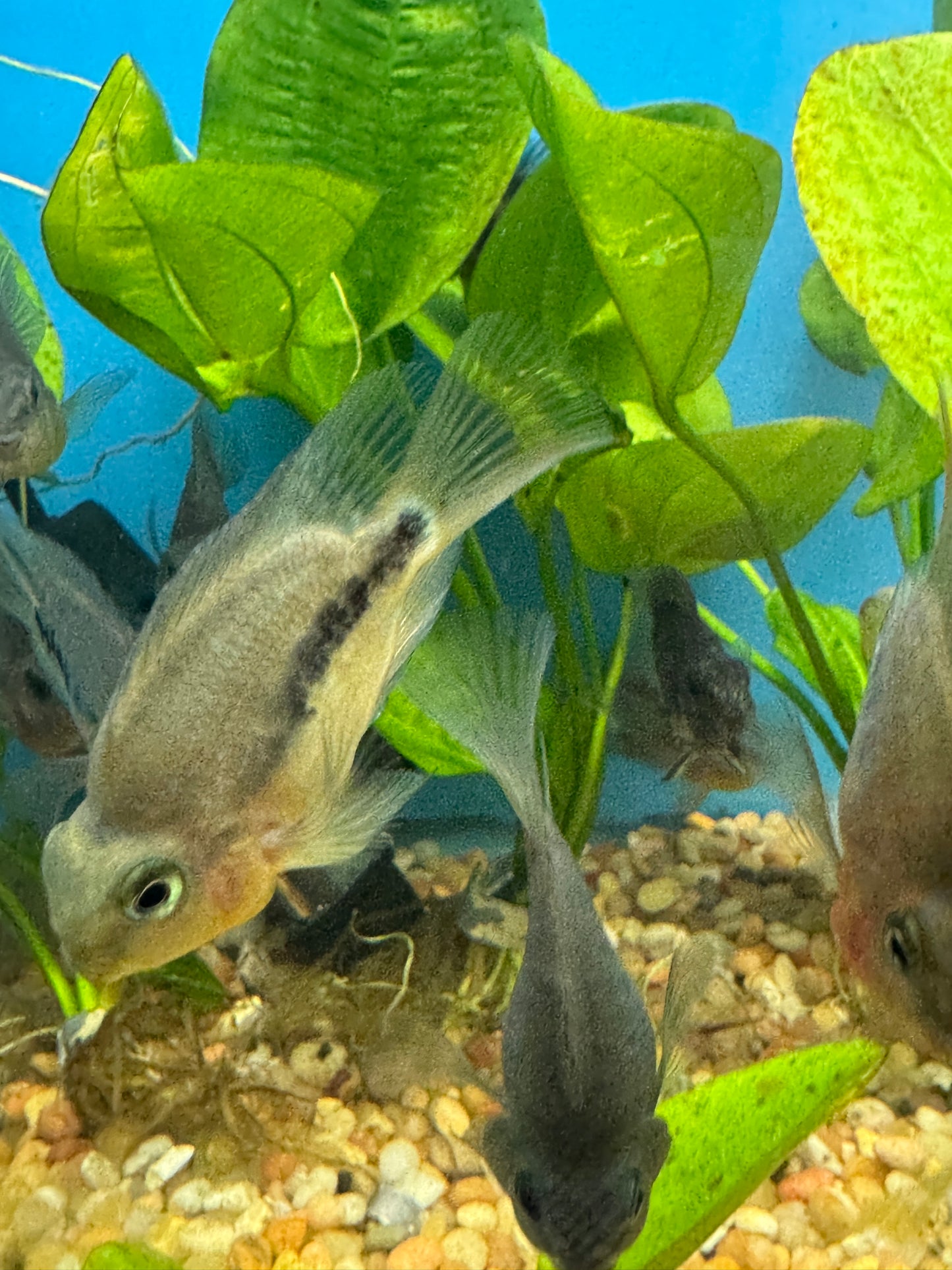 Black Parrot Cichlid