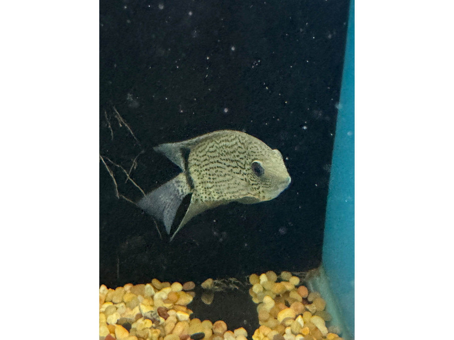 Tocantins Spotted Severum Approx 3.5"