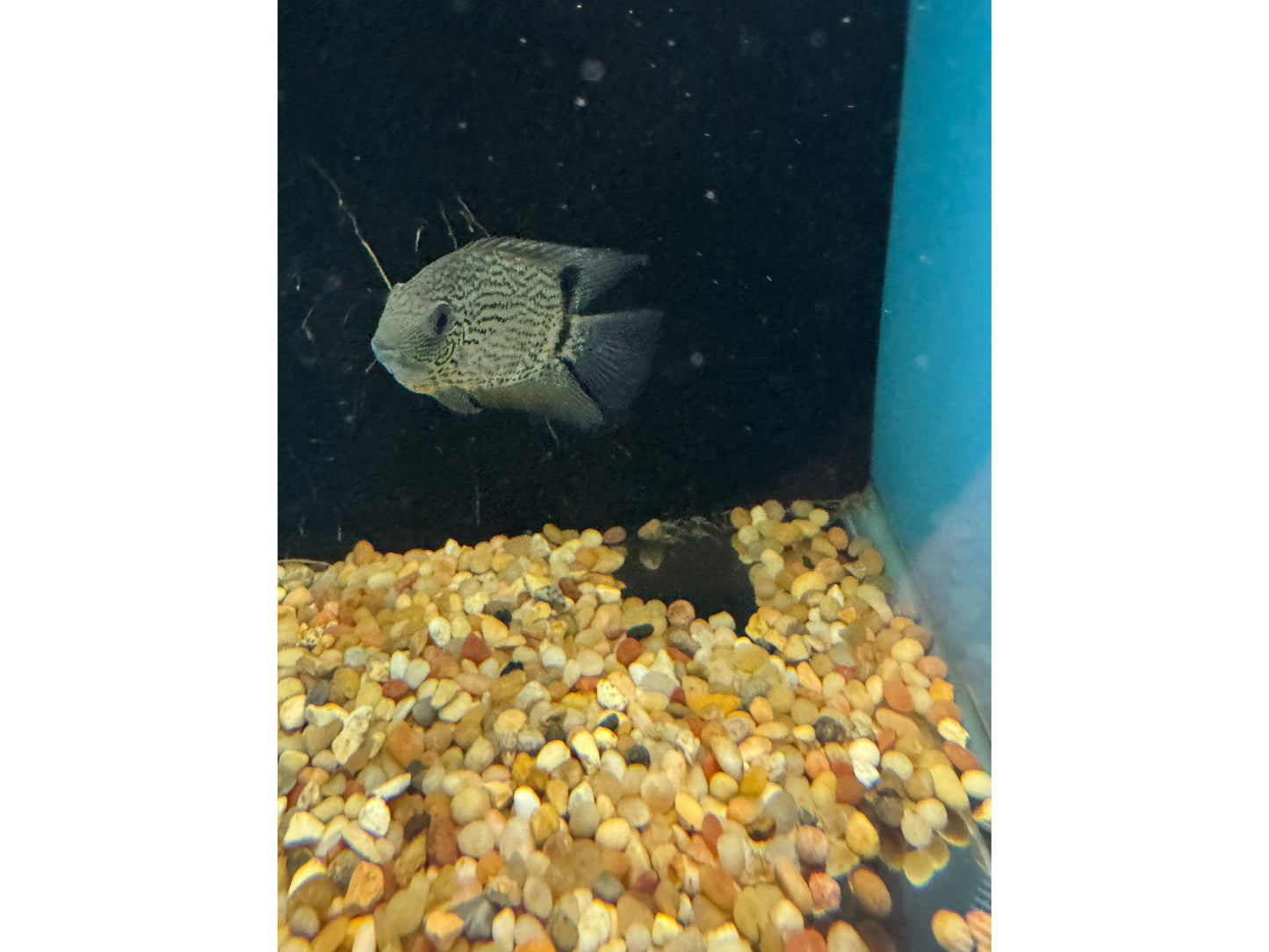 Tocantins Spotted Severum Approx 3.5"