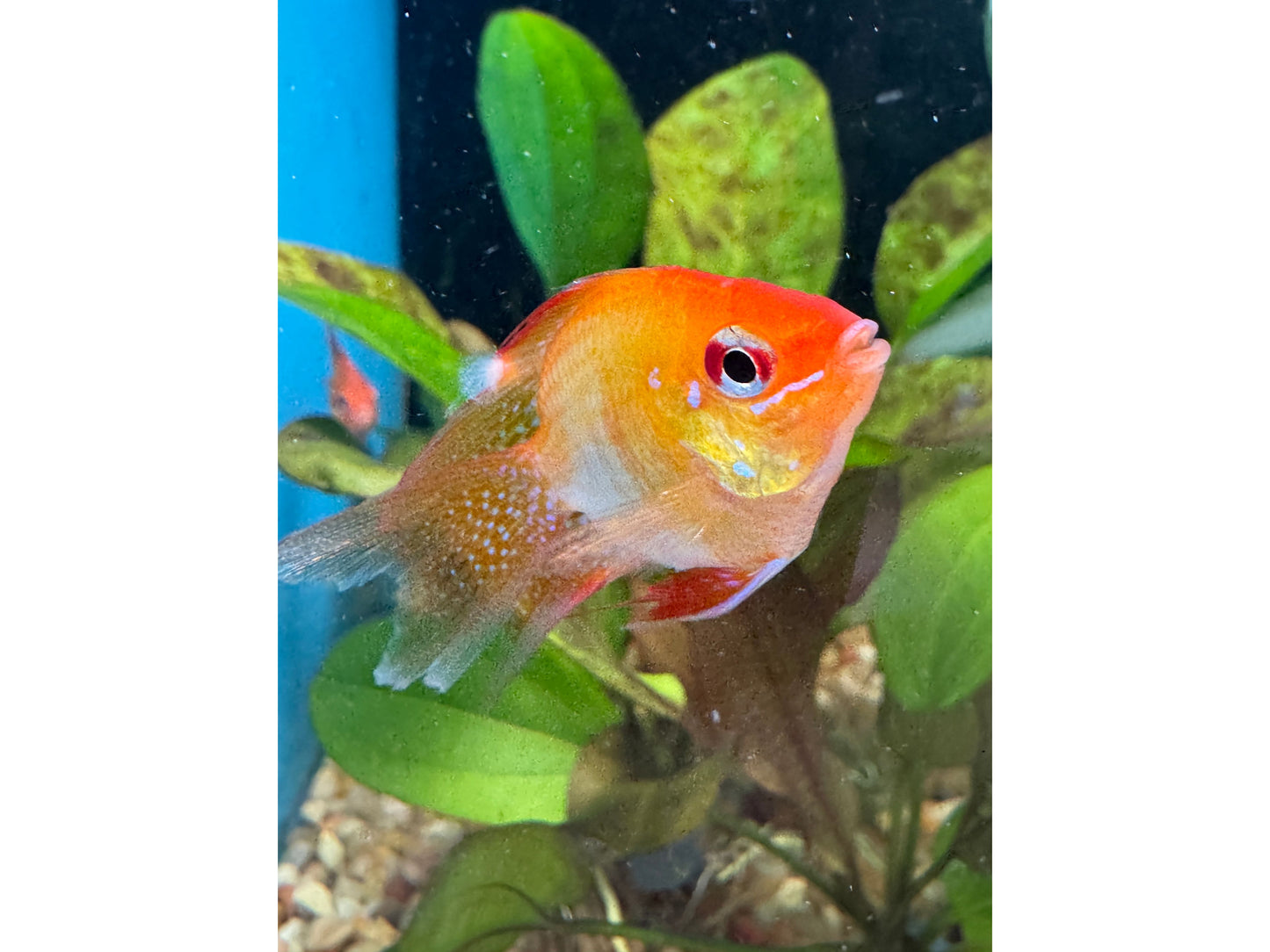 Cichlid - Ram Longfin Fire Gold Balloon Approx 1.5-2"
