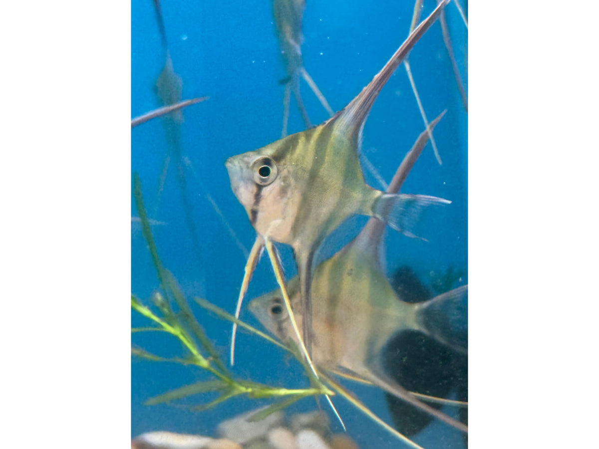 ANGEL ALTUM HI-FIN Approx 2-2.5"