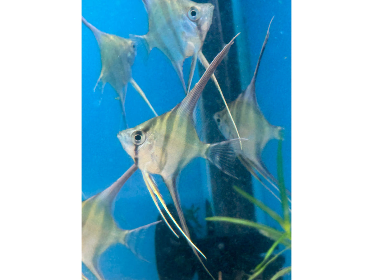ANGEL ALTUM HI-FIN Approx 2-2.5"