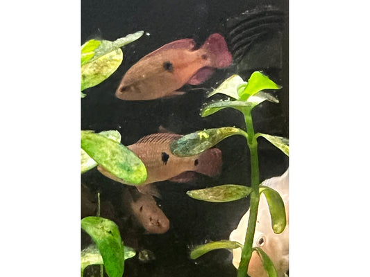 Red Jewel Cichlid