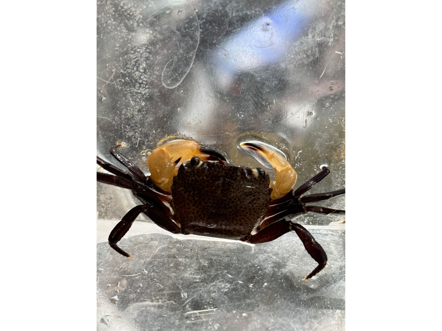 Yellow Claw Towuti Crab - Freshwater