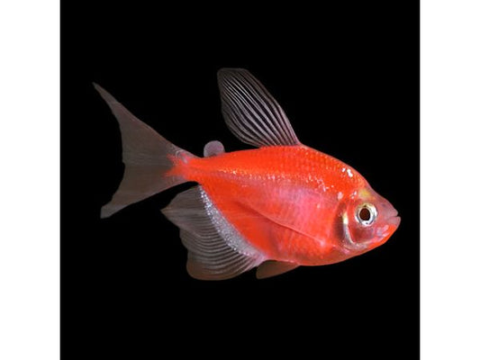 One Starfire Red Glofish Longfin Tetra Approx 1-1.5"
