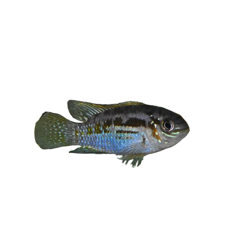 Buckelkopf Cichlid Approx 1.5-2" Wild Brazil