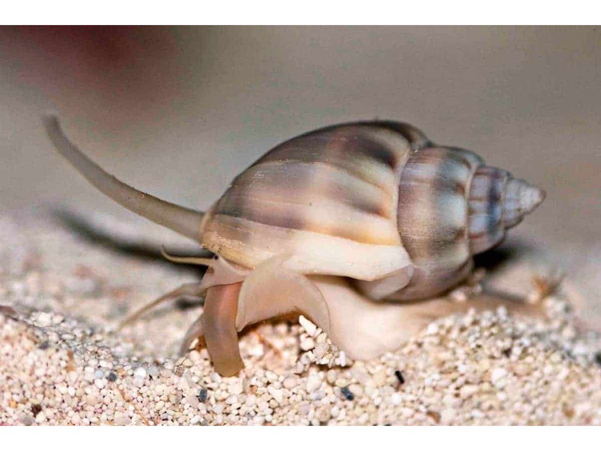 Nassarius Snail Saltwater Larger Variety