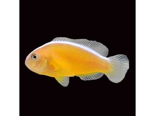 Orange Skunk Clownfish