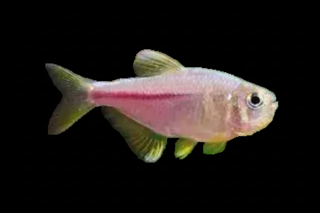 Pink lemonade Tetra Approx 1" T135