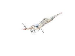 One Pinokio Shrimp Caridina