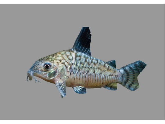 One Reticulatus Cory Approx 1-1.5" T-164