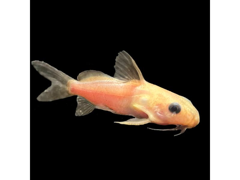 One Synodontis Nigrita Catfish "Golden" Approx 2-3"