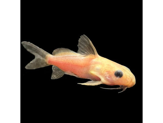 One Synodontis Nigrita Catfish "Golden" Approx 2-3"