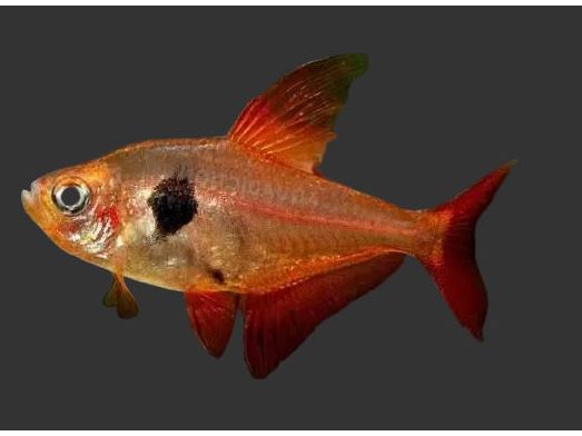 Tetra Red Phantom Approx 1"