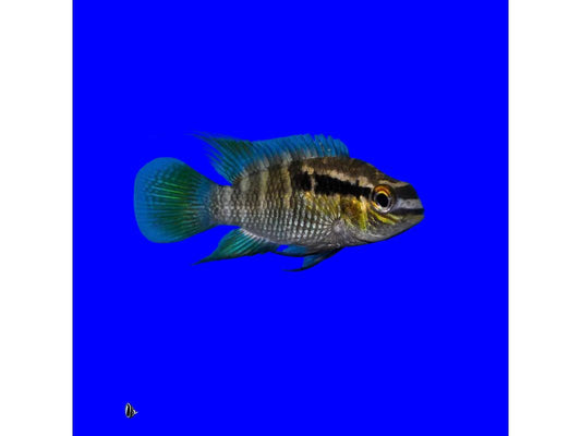 Acara Dwarf Thayeri T192 Approx 1.5"