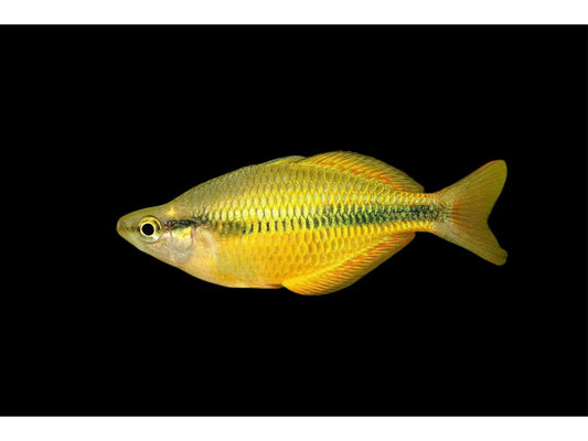 Yellow Rainbowfish (Melanotaenia herbertaxelrodi) Approx 2" T91
