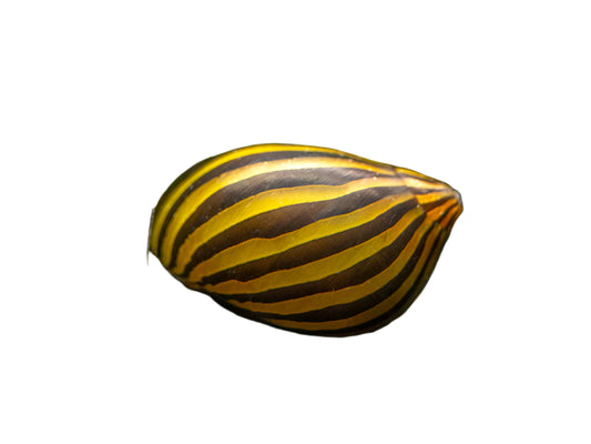 One Nerite Snail Zebra T115