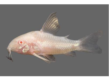 One Albino Sterbai Cory Dora Catfish T118