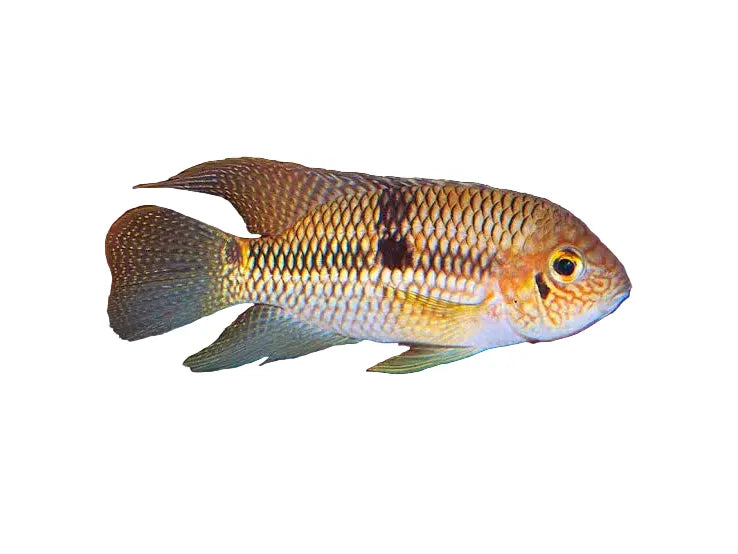 One Aequidens Diadema Approx 2-2.5"