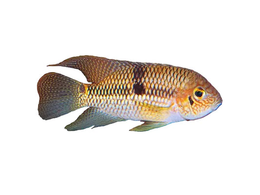 One Aequidens Diadema Approx 2-2.5"