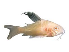 One Albino Longfin Cory Catfish T157 Approx 3/4 - 1"