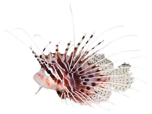 Antennata Spotfin Lionfish Approx 2.5-3"