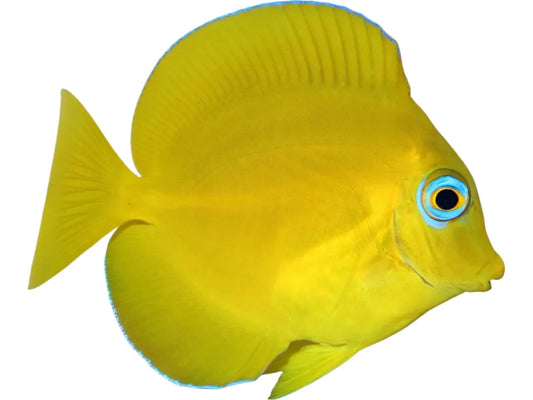 Atlantic Yellow Phase Blue Tang T4