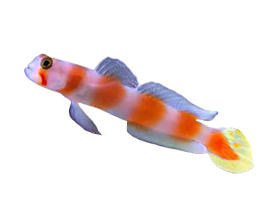 Aurora (Pink Bar) Goby Approx 2.5" Saltwater