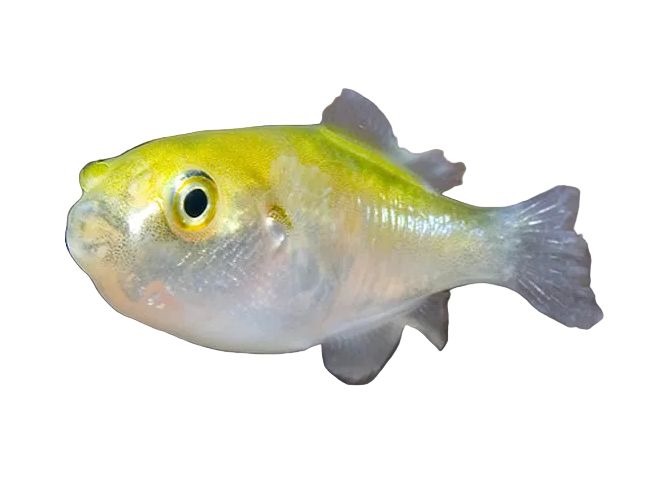 Bronze Puffer Fish - Avacado Puffer Approx 2-2.5"