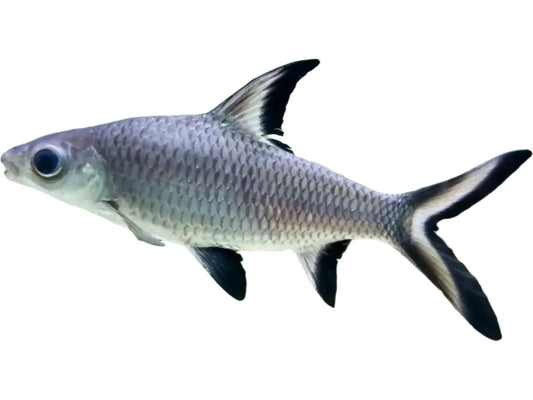 Bala Shark-Fish Approx 3"
