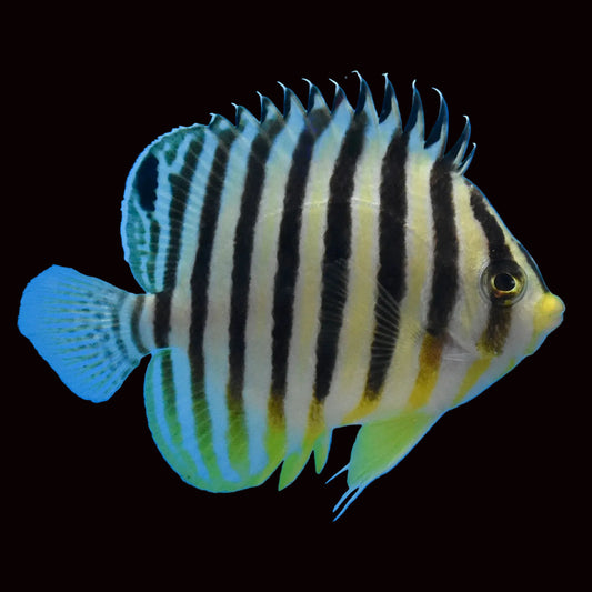 Banded Angelfish Approx 3"