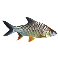 Big Scale Diamond Barbs Approx 3"