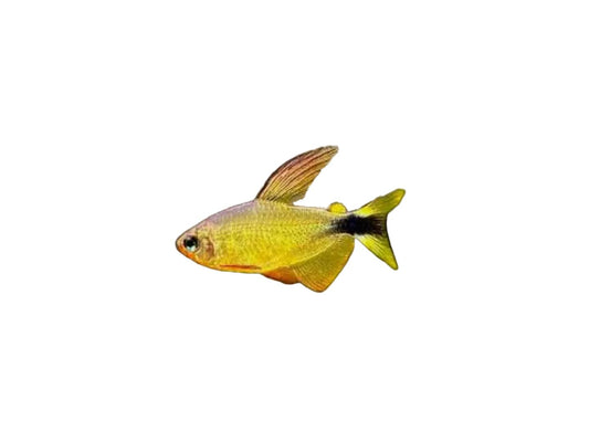 Butterfly Katie Tetra (Raccoon Tetra - hyphessobrycon procyon) Approx 1" T135