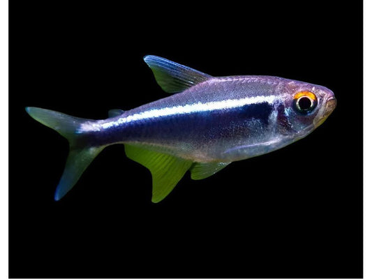 One Black Neon Tetra Approx 3/4" T111