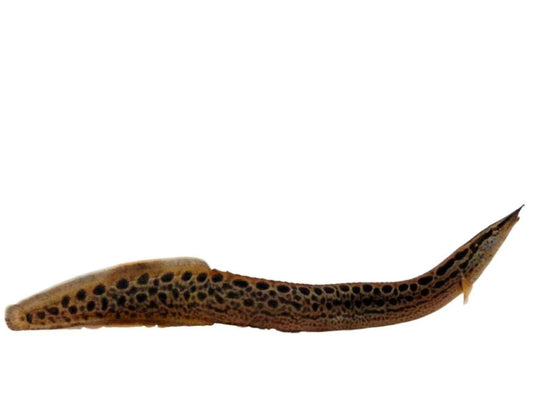 One Black Spotted Eel-Fish Freshwater Approx 2-3"  T106/104