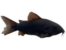Black Cory Catfish Approx .75-1" T163