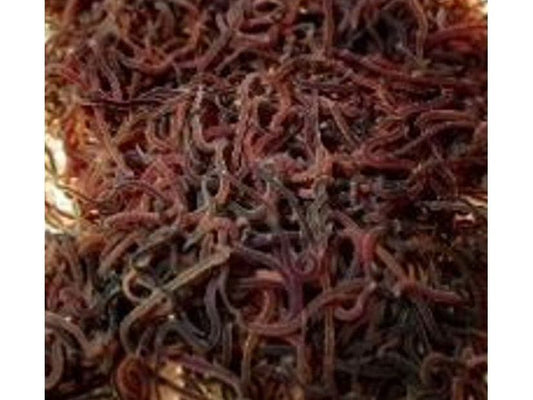 Live Black Worms by the 1/2 oz