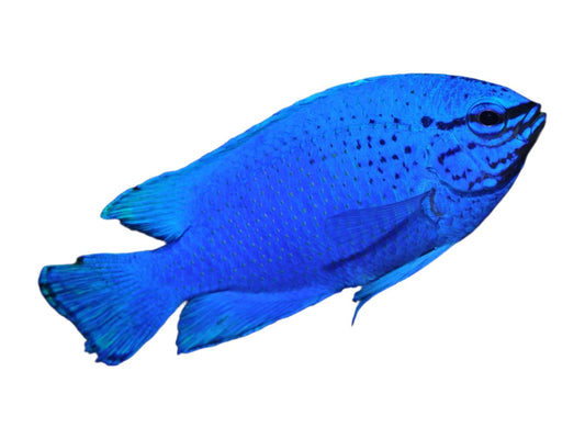 Blue Devil Damsel