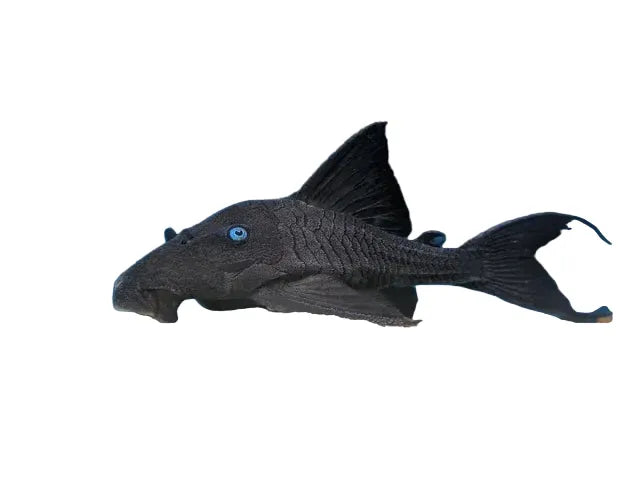 Blue Eye Panaque Pleco Approx 4-6"