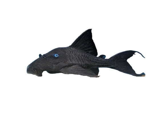 Blue Eye Panaque Pleco Approx 4-6"