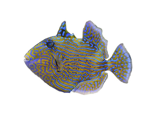 Blue Line Trigger Fish Approx 3-4" T42