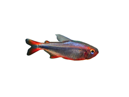Blueberry Diamond Tetra (hyphessobrycon wadai)