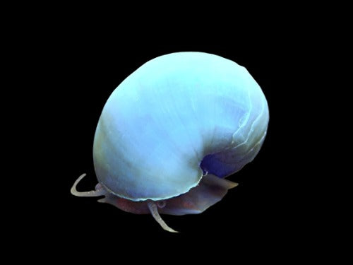One Blue Mystery Snail
