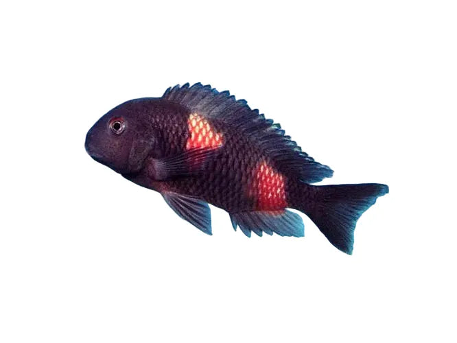 One Tropheus Moorii Bulu Point Cichlid Approx 1-1.5"