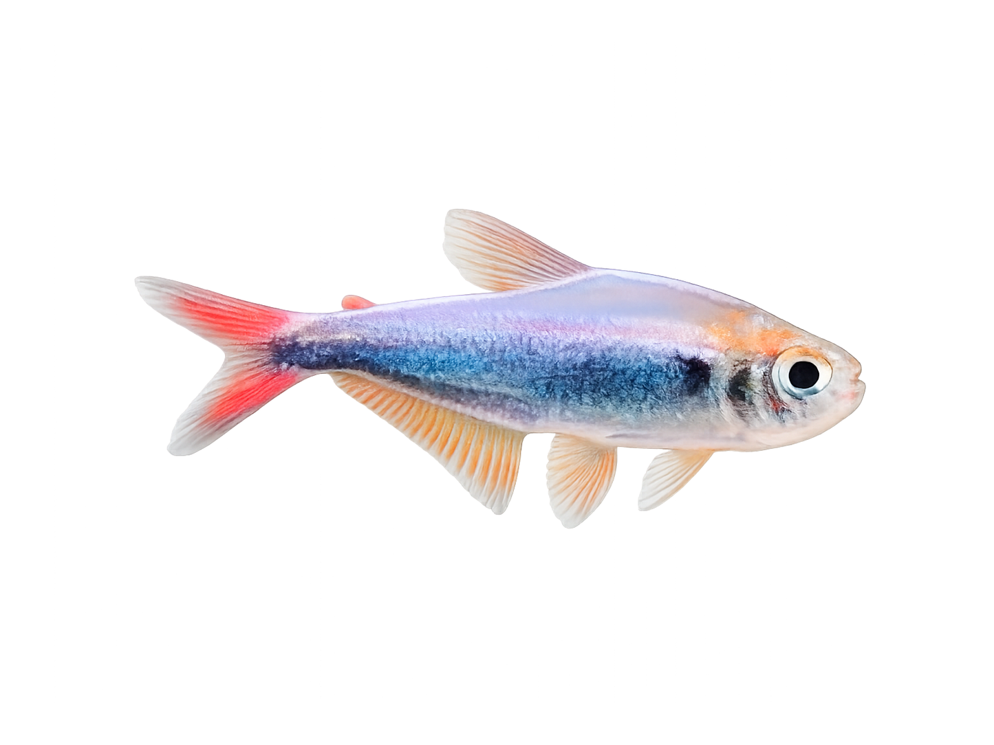 Imperial Cenepa Tetra Approx 1-2"