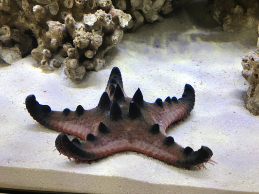Chocolate Chip Starfish Saltwater