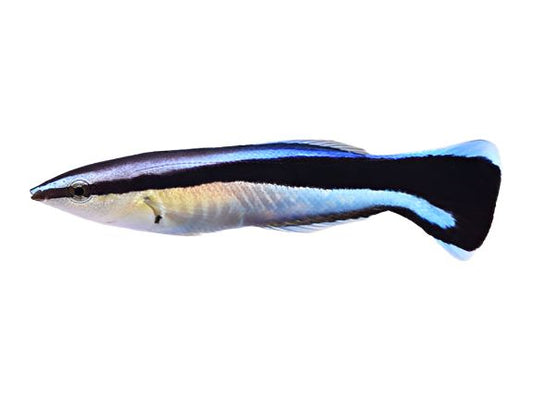 Cleaner Wrasse T27/24/20 Approx 2-2.5"